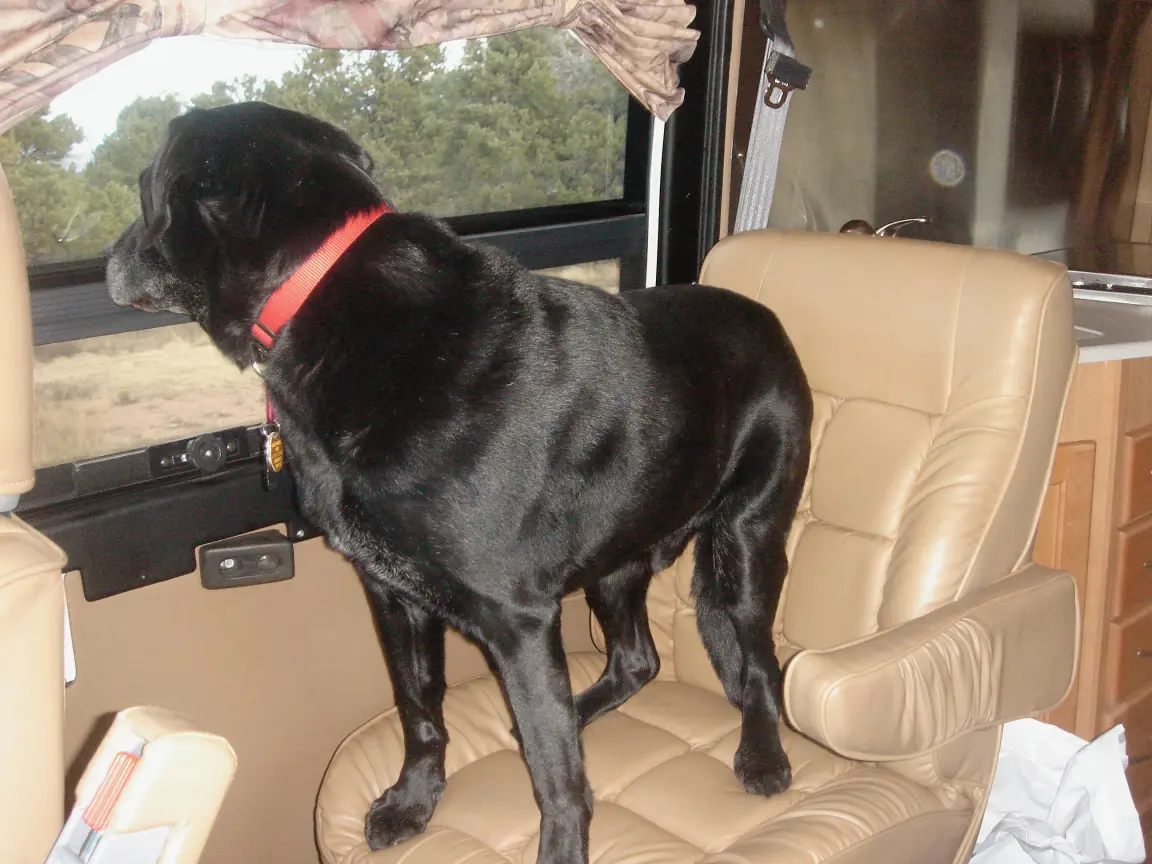 Snow closing in on the road toward Estes Park, and Simon keeping watch from his seat.